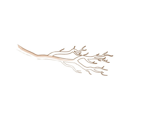 bonsai branch
